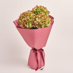 Bouquet of pink and green hydrangeas wrapped in pink paper, flowers theme